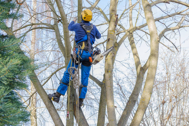 How Our Tree Care Process Works  in  Lancaster, TX